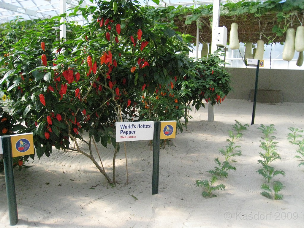 Disney 2010 D3 0500.jpg - January 9-11, 2010 Disney World Florida. Monday, up and ready to roll, took shuttle to Epcot. Caught a couple shows and took a lot of pictures. Finally had to call it a day to get to our plane to go home.